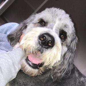 Meet your Posher, Alli